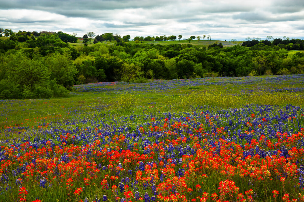 Enjoy a Stroll Through Texas Hill Country Wildflowers